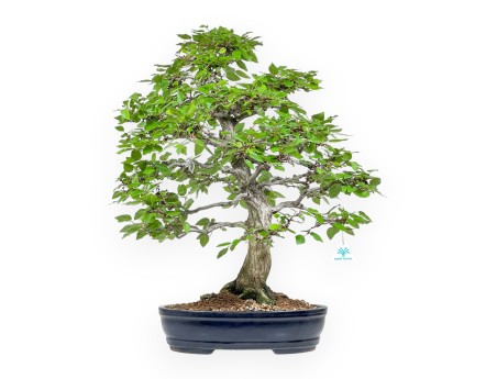 Carpinus - Carpino - 71 cm