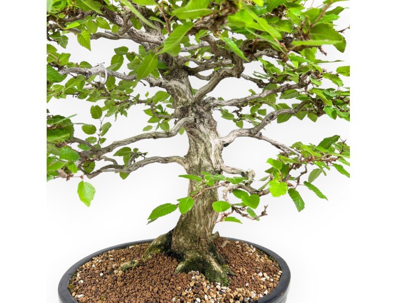 Carpinus - Charme - 71 cm