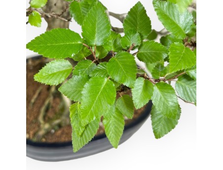 Carpinus - Carpino - 71 cm