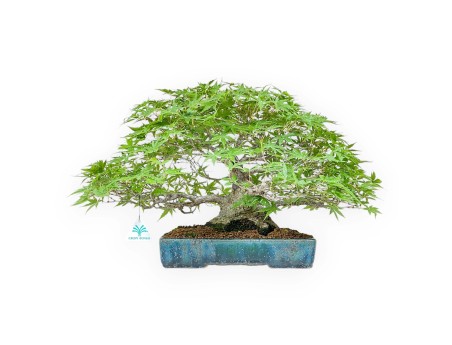 Acer Palmatum Deshojo - Acero - 34 cm