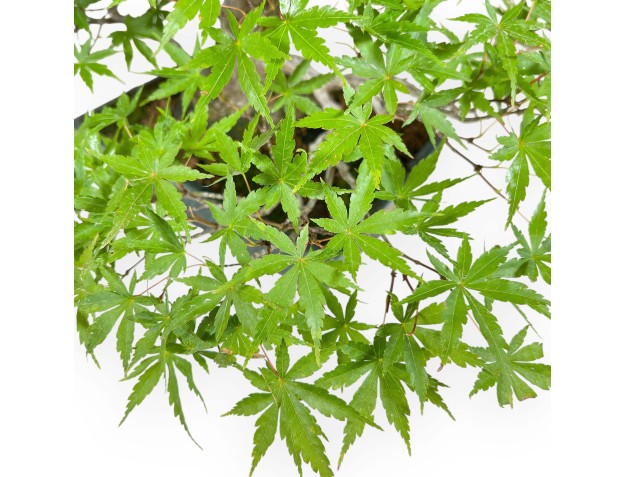 Acer Palmatum Deshojo - Maple - 34 cm 2