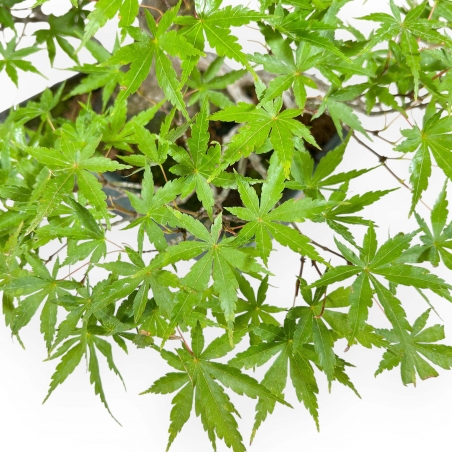 Acer Palmatum Deshojo - Maple - 34 cm