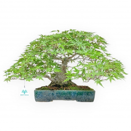Acer Palmatum Deshojo - Acero - 34 cm