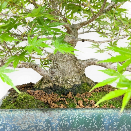 Acer Palmatum Deshojo - Maple - 34 cm