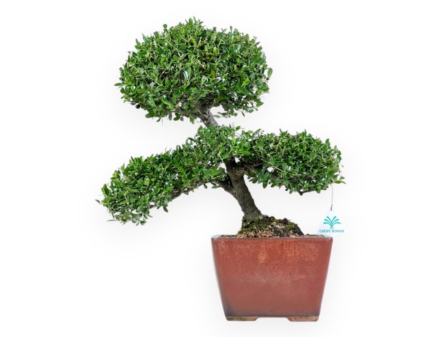 Ilex Crenata - Agrifoglio - 48 cm