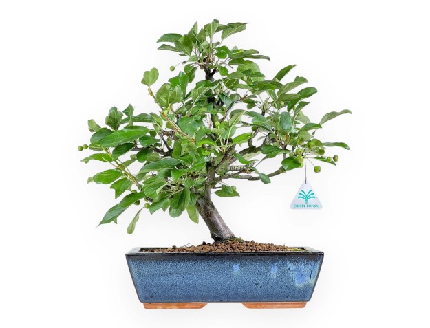 Malus Domestica - Apple Tree - 41 cm