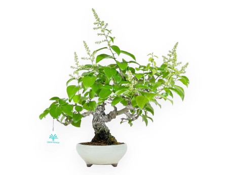 Berchemia Racemosa - 44 cm