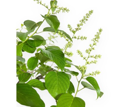 Berchemia Racemosa - 44 cm