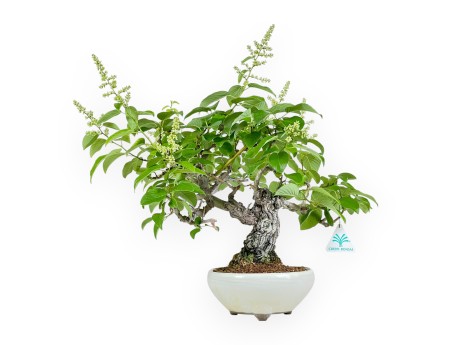 Berchemia Racemosa - 44 cm