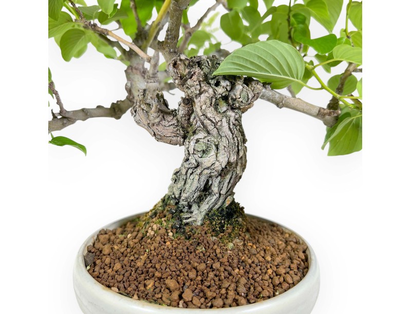 Berchemia Racemosa - 44 cm