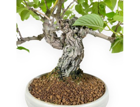 Berchemia Racemosa - 44 cm