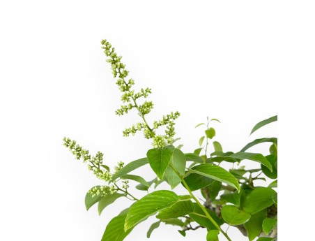 Berchemia Racemosa - 44 cm