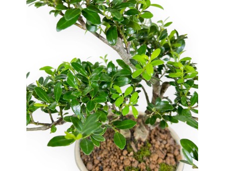Ilex Crenata - Holly - 26 cm
