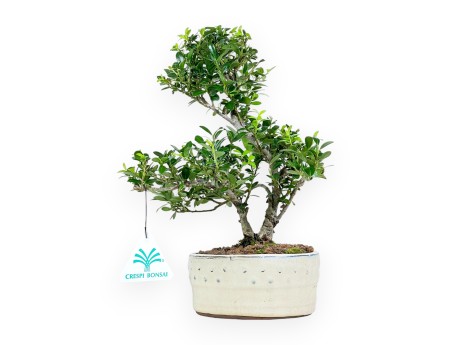 Ilex Crenata - Agrifoglio - 26 cm