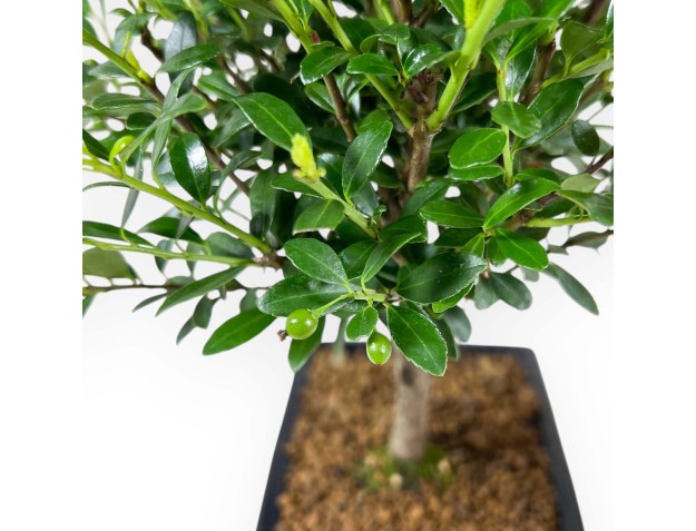 Ilex Crenata - Agrifoglio - 28 cm 2