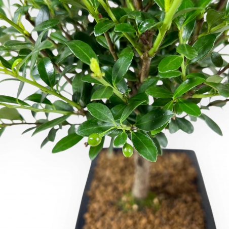 Ilex Crenata - Houx - 28 cm