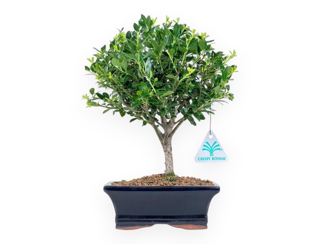 Ilex Crenata - Agrifoglio - 28 cm