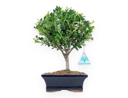 Ilex Crenata - Holly - 28 cm