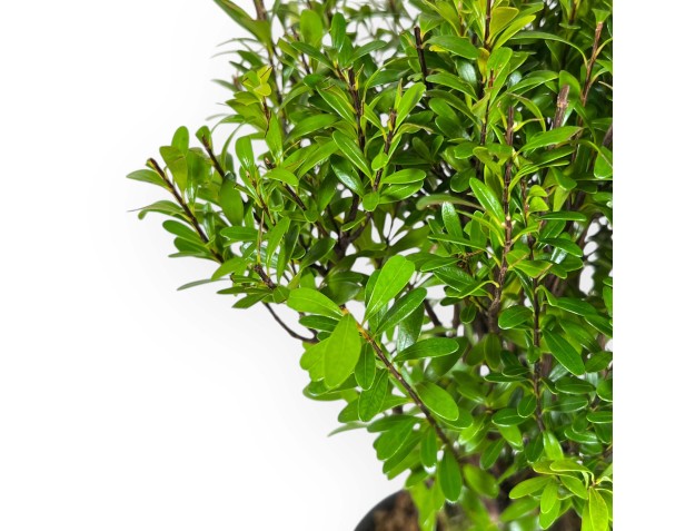 Syzygium - Myrte - 27 cm 2