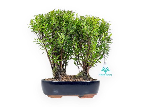 Syzygium - Myrte - 27 cm