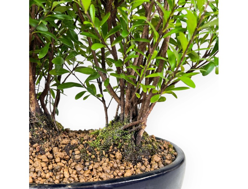 Syzygium - Myrte - 27 cm