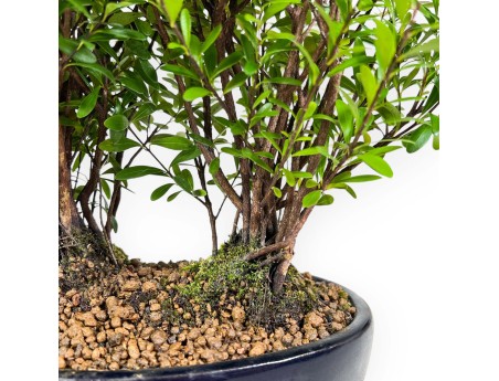 Syzygium - Mirto - 27 cm