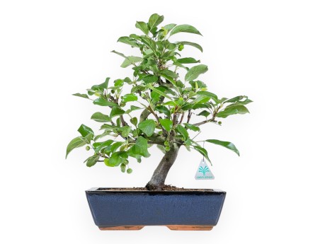 Malus Domestica - Melo - 44 cm