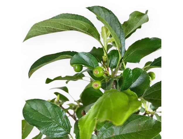 Malus Domestica - Apple Tree - 44 cm 2