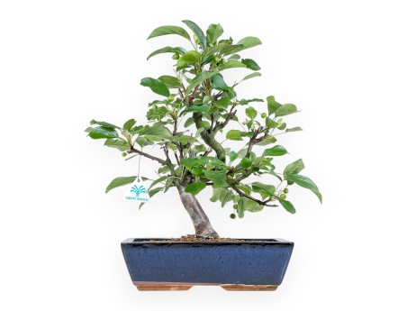 Malus Domestica - Melo - 44 cm