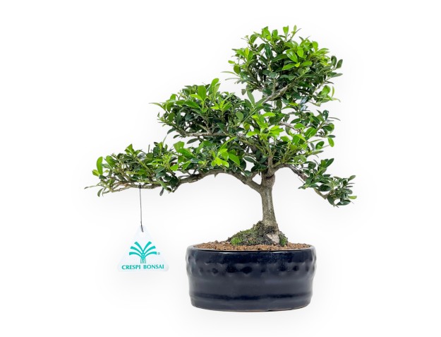 Ilex Crenata - Houx - 26 cm