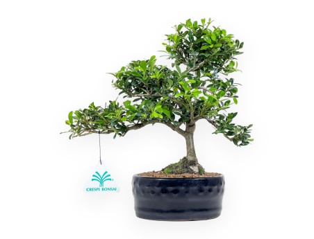 Ilex Crenata - Agrifoglio - 26 cm
