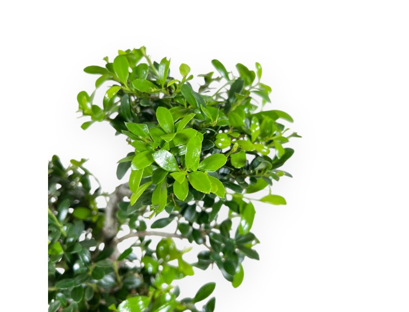 Ilex Crenata - Agrifoglio - 26 cm