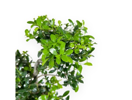 Ilex Crenata - Houx - 26 cm
