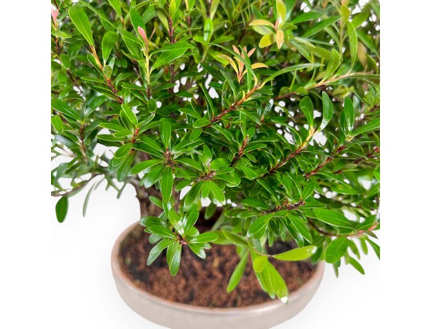 Syzygium - Myrtle - 30 cm 2