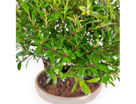 Syzygium - Myrtle - 30 cm