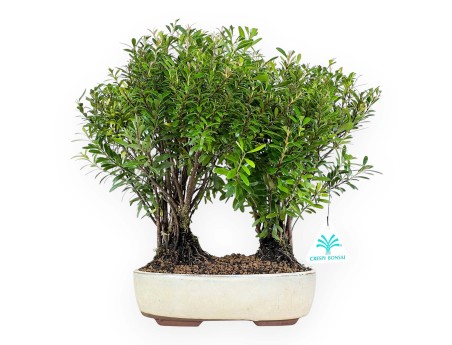 Syzygium - Myrte - 30 cm