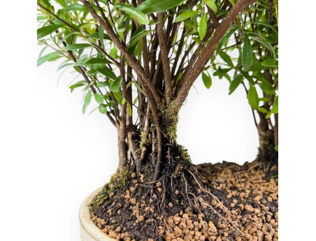 Syzygium - Myrtle - 30 cm