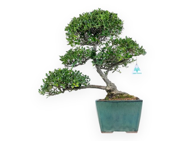 Ilex Crenata - Agrifoglio - 50 cm