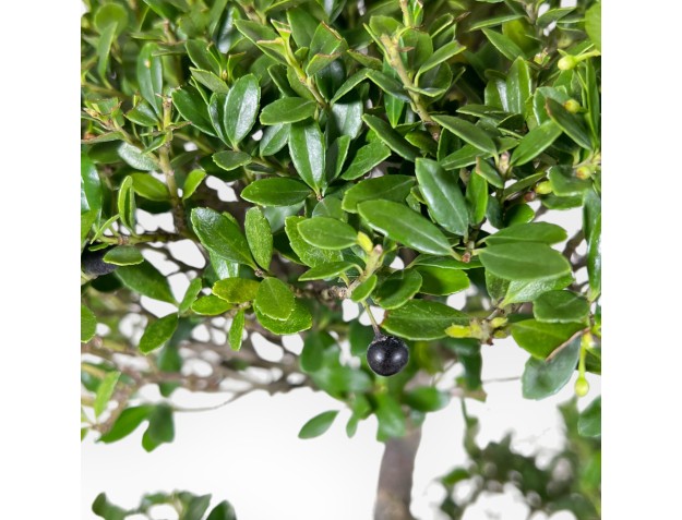 Ilex Crenata - Holly - 50 cm 2