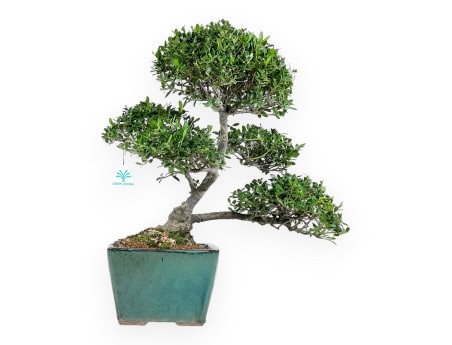 Ilex Crenata - Holly - 50 cm