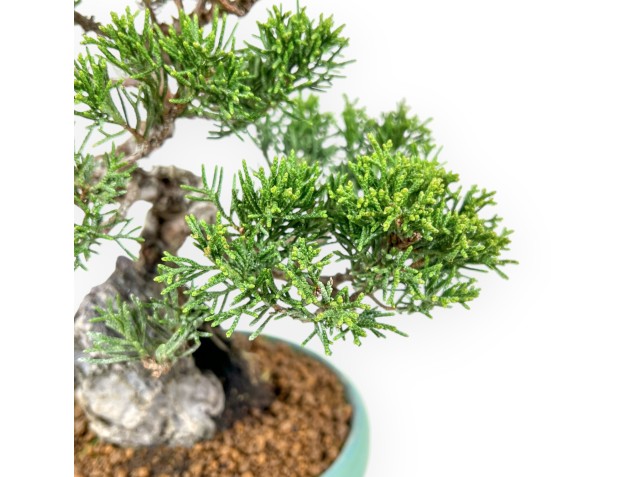 Juniperus Chinensis Itoigawa - Wacholder - 23 cm 2