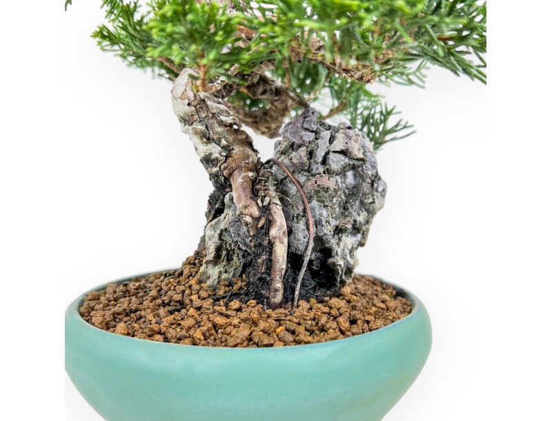 Juniperus Chinensis Itoigawa - Ginepro - 23 cm