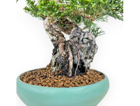 Juniperus Chinensis Itoigawa - Genévrier - 23 cm
