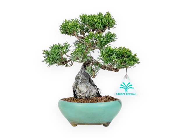 Juniperus Chinensis Itoigawa - Enebro - 23 cm