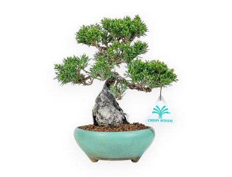 Juniperus Chinensis Itoigawa - Genévrier - 23 cm