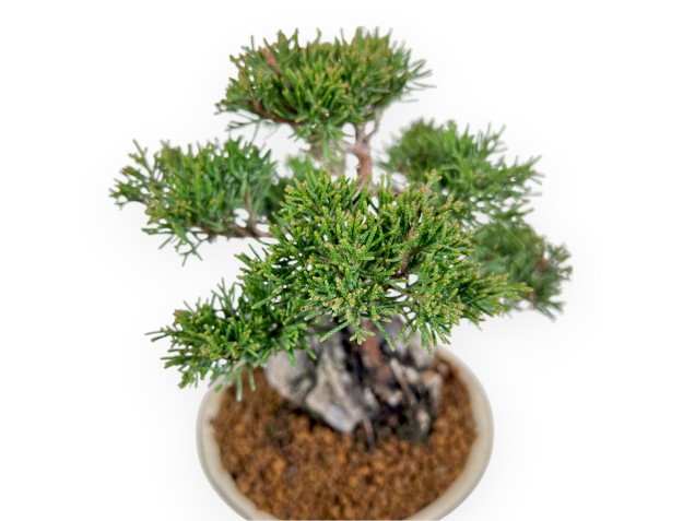 Juniperus Chinensis Itoigawa - Wacholder - 23 cm 2