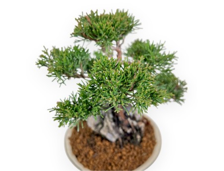 Juniperus Chinensis Itoigawa - Wacholder - 23 cm