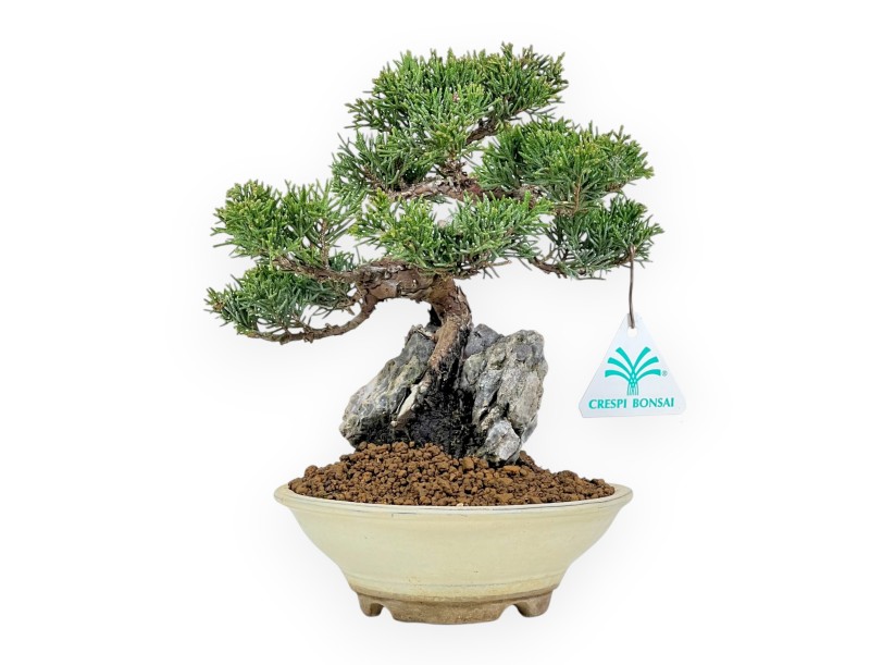 Juniperus Chinensis Itoigawa - Enebro - 23 cm