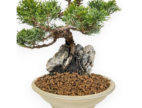 Juniperus Chinensis Itoigawa - Juniper - 23 cm