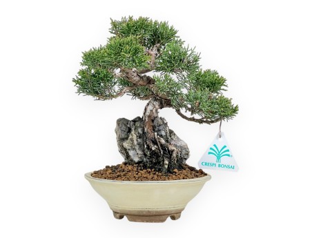 Juniperus Chinensis Itoigawa - Juniper - 23 cm